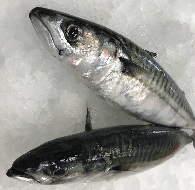 Mackerel 新鲜鲭鱼