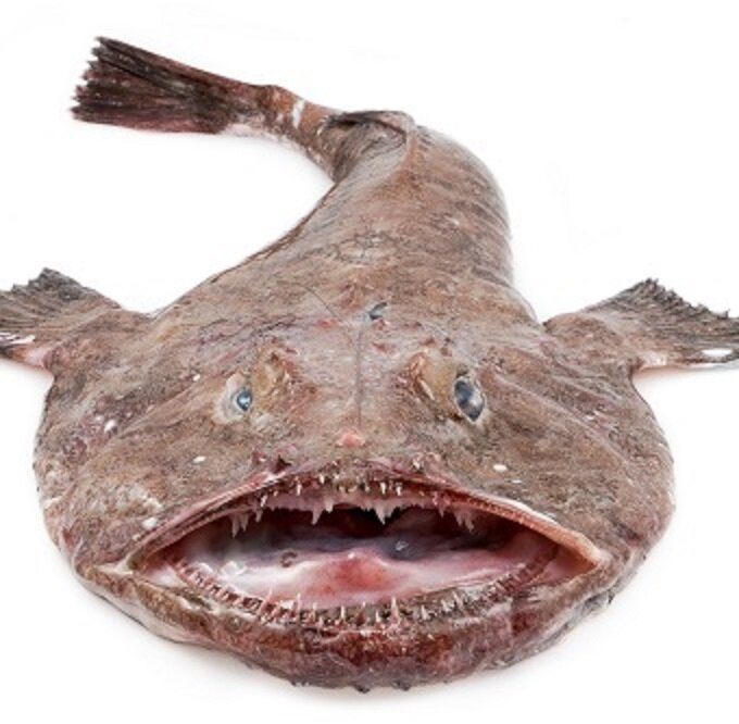 Monkfish Tails 安康鱼鱼尾