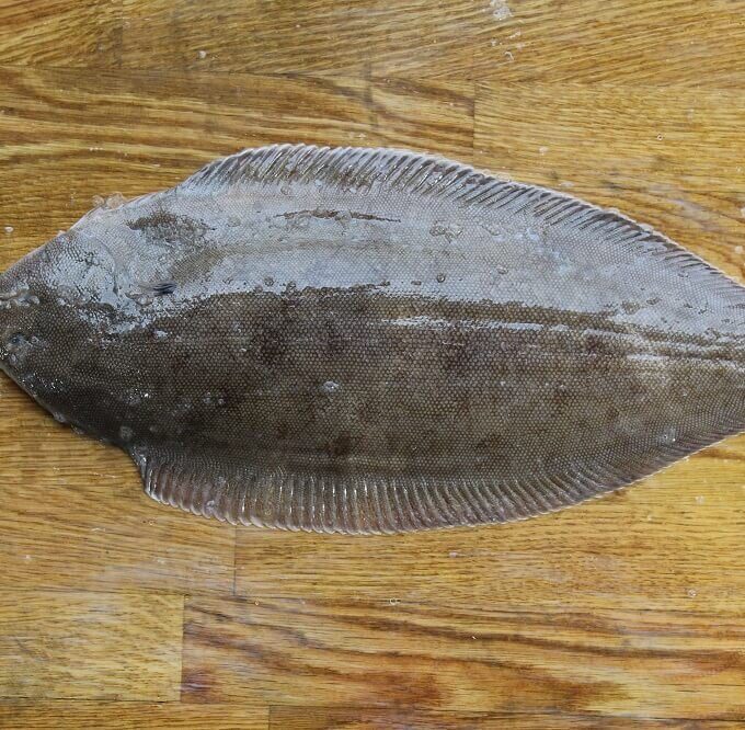 Dover Sole 新鲜多佛龙利鱼