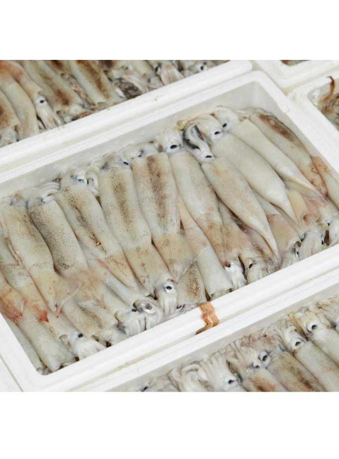 Fresh Squid 新鲜鱿鱼