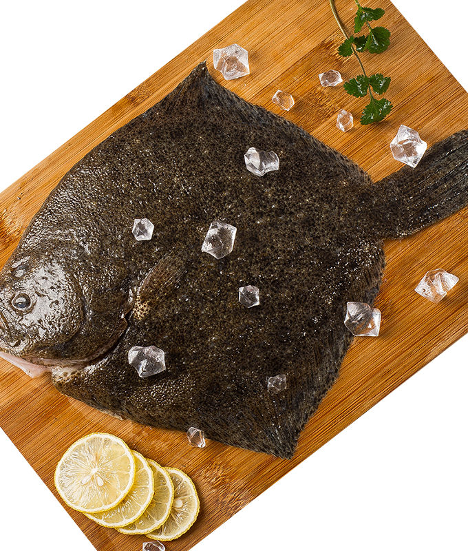 Turbot 新鲜多宝鱼